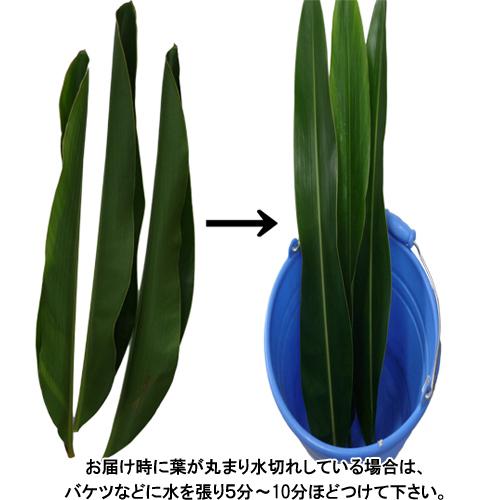 沖縄産 月桃の葉30枚セット（未洗浄） |ムーチー サンニン 月桃茶