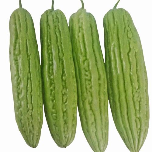 ヘルシーゴーヤ接木苗 Goya Herusi りゅうか商事 通販 Yahoo ショッピング