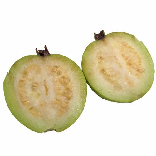 白実グァバ苗 グアバ苗 白実 取木苗 Guava W To りゅうか商事 通販 Yahoo ショッピング