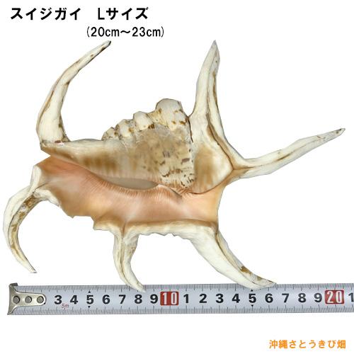送料無料】魔除け スイジガイ(水字貝) 紐なし Lサイズ 20cm〜23cm |火