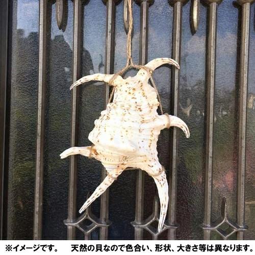 送料無料】魔除け スイジガイ(水字貝) 紐なし Lサイズ 20cm〜23cm |火