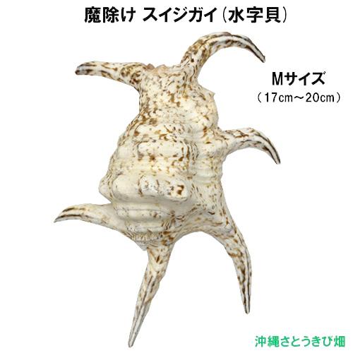送料無料】魔除け スイジガイ(水字貝) 紐なし Mサイズ 17cm〜20cm |火
