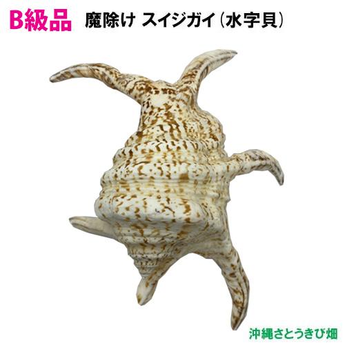水字貝　スイジガイ　沖縄産 貝殻　火難除け・魔除け　自然 標本 コレクション 水字貝 スイジガイ 沖縄産 貝殻 火難除け・魔除け 自然 標本 装飾