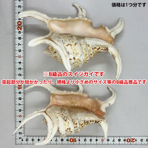 送料無料】B級品 魔除け スイジガイ(水字貝) 紐なし 17cm〜23cm