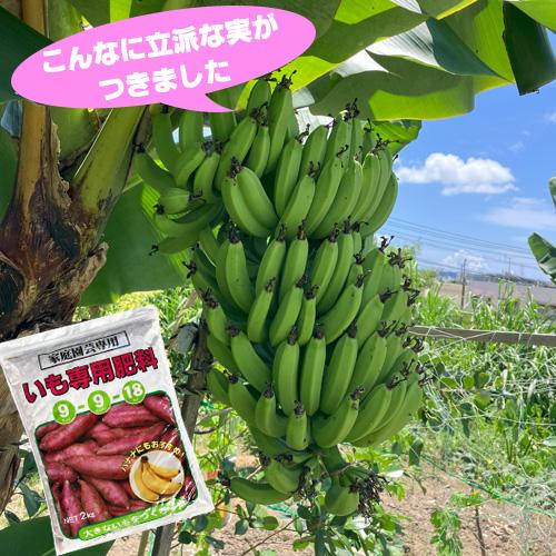 いも専用肥料2kg（バナナ苗の肥料としてもお使いいただけます