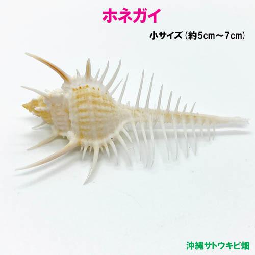 ホネガイの貝殻(貝がら) 小サイズ(約5cm〜7cm) : りゅうか商事