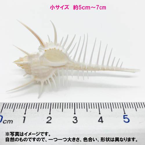 貝殻 貝殻の問屋さん- 世界の貝殻・自然素材・サンゴ砂を直輸入・卸売