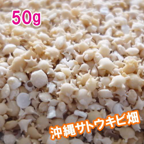 沖縄 石垣島 星の砂(星砂) 50g : りゅうか商事 - 通販 - Yahoo