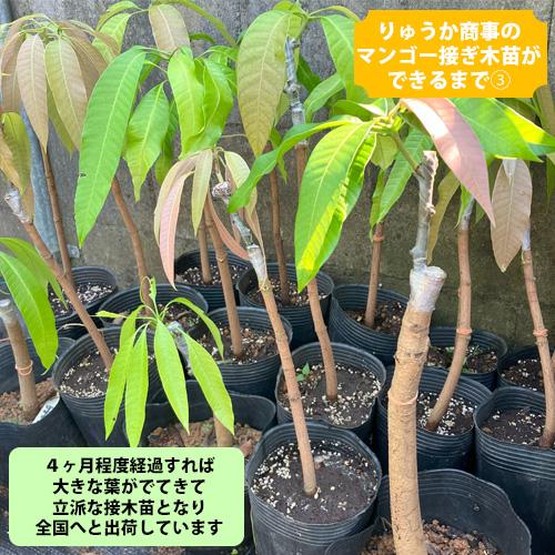 自社農園接ぎ木苗】アップルマンゴー苗（アーウィン種）×2本セット