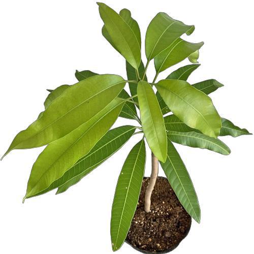 自社農園接ぎ木苗】アップルマンゴー苗（アーウィン種）×2本セット