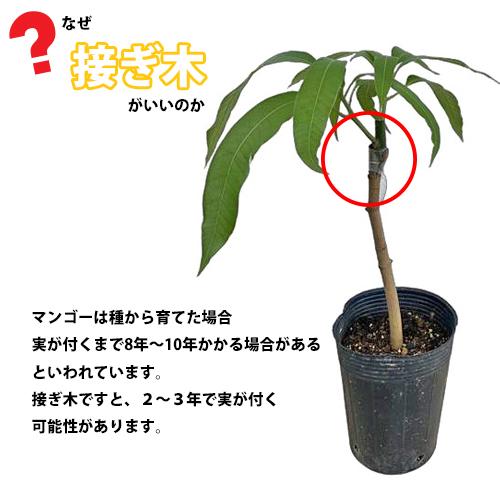 自社農園接ぎ木苗】アップルマンゴー苗（アーウィン種）×2本セット