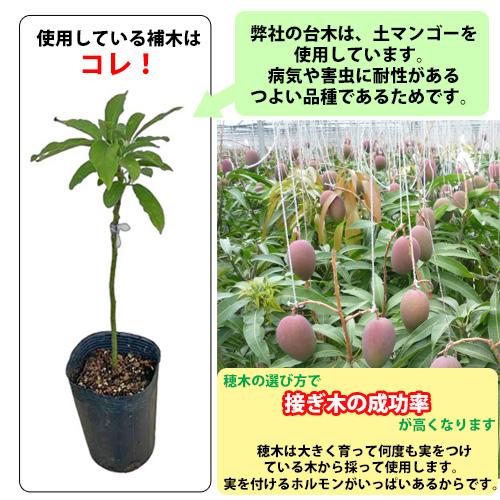 自社農園接ぎ木苗】アップルマンゴー苗（アーウィン種）×2本セット