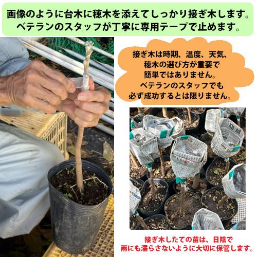 自社農園接ぎ木苗】アップルマンゴー苗（アーウィン種） : りゅうか