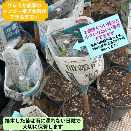 自社農園接ぎ木苗】アップルマンゴー苗（アーウィン種） : りゅうか