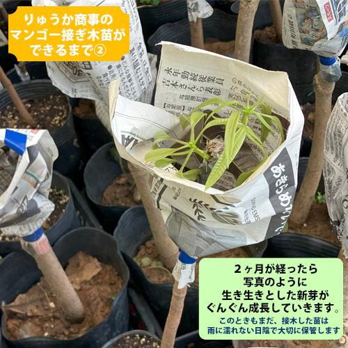 自社農園接ぎ木苗】アップルマンゴー苗（アーウィン種） : りゅうか