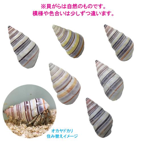 イトヒキマイマイの貝殻(殻口:15mm-17mm) : りゅうか商事 - 通販