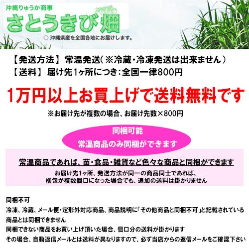 ジャボチカバ苗（四季なり種）実生苗3年苗 |沖縄 果物 果実 フルーツ