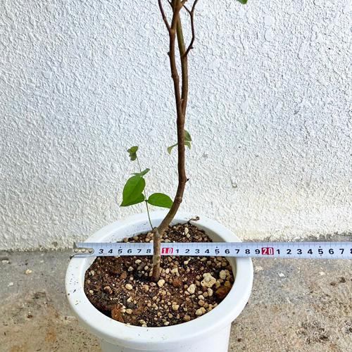 ジャボチカバ苗（四季なり種）実生苗3年苗 : りゅうか商事