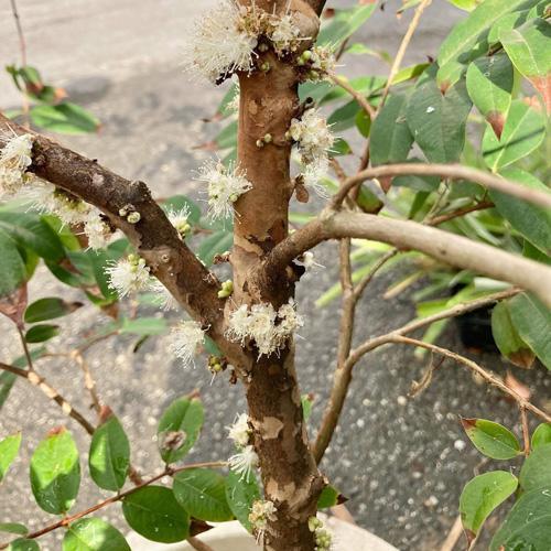 ジャボチカバ実生苗木　花芽付き　☆3 ジャボチカバ実生苗木 花芽付き ☆3 ジャボチカバ・実生苗 3.5号