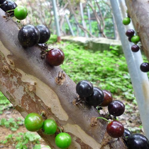 ジャボチカバ苗（四季なり種）実生苗3年苗 : りゅうか商事