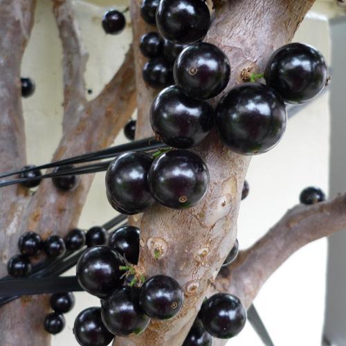 ジャボチカバ苗（四季なり種）実生苗3年苗 : りゅうか商事