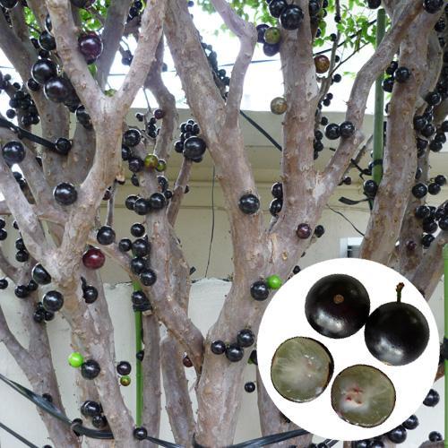 ジャボチカバ実生苗木　花芽付き　☆2 楽天市場】ジャボチカバ 【パープルフレッシュ＆ブランチ】 2号