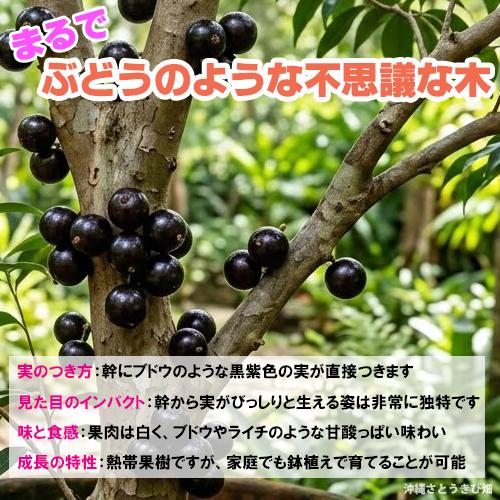 ジャボチカバ苗（四季なり種）実生苗3年苗 |沖縄 果物 果実 フルーツ