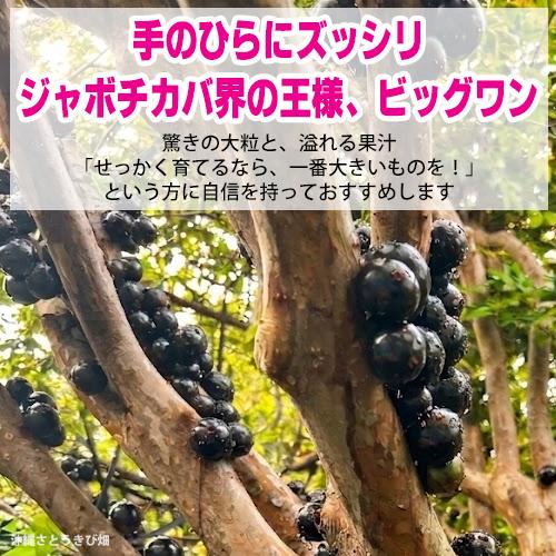 ジャボチカバ苗 （ビッグワン種）接木苗 |沖縄 果物 果実 フルーツ
