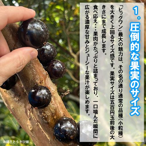 ジャボチカバ苗 （ビッグワン種）接木苗 |沖縄 果物 果実 フルーツ