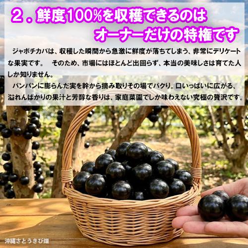ジャボチカバ苗 （ビッグワン種）接木苗 |沖縄 果物 果実 フルーツ