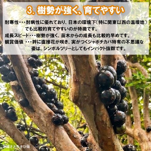 ジャボチカ　ブランカ種　接木苗 ジャボチカバ苗 （ビッグワン種）接木苗 |沖縄 果物 果実 フルーツ