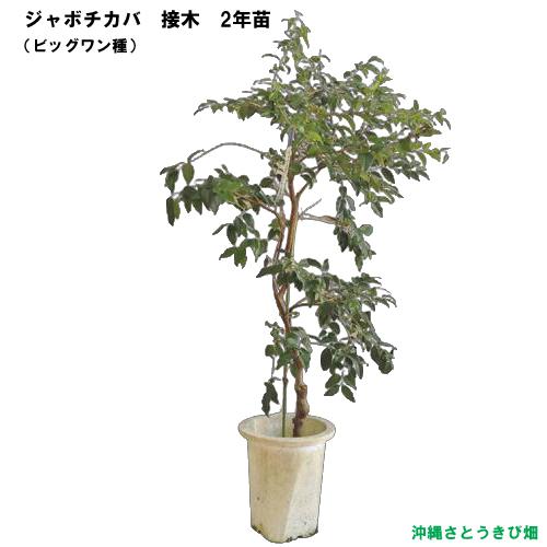 ジャボチカバ苗 （ビッグワン種）接木苗 |沖縄 果物 果実 フルーツ
