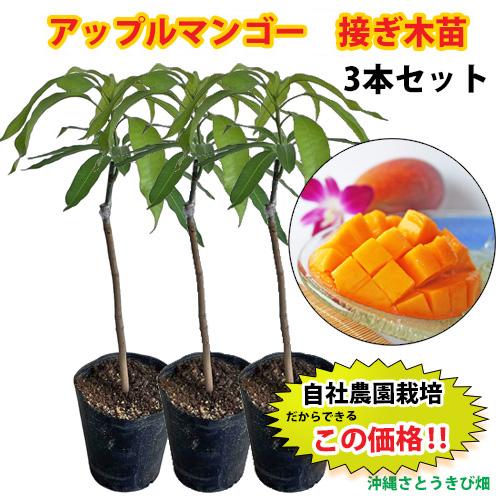 自社農園接ぎ木苗】アップルマンゴー苗（アーウィン種）×3本セット