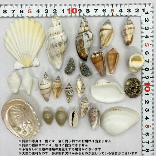 磨きアワビ 貝殻(貝がら)セット 磨きアワビ入り シェルミックス 25個入り : りゅう