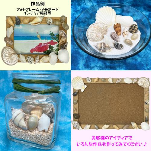 貝殻(貝がら)セット 磨きアワビ入り シェルミックス 25個入り : りゅう