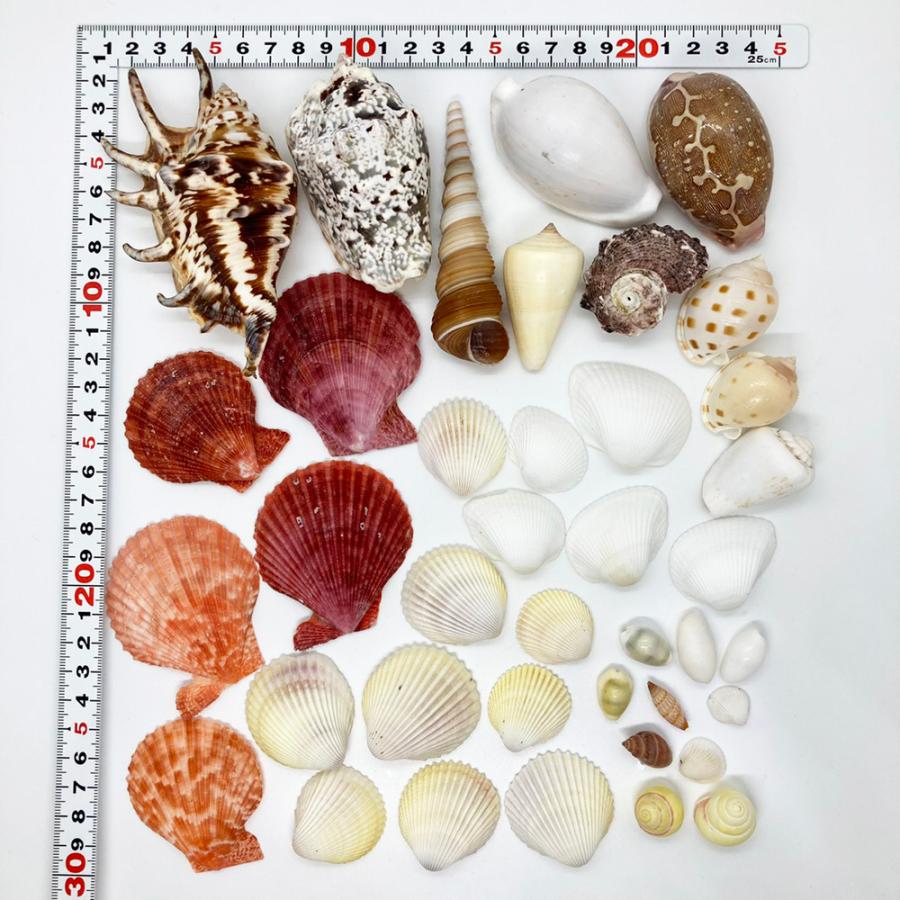 送料無料】貝殻(貝がら)セット 40個 シェルミックス : りゅうか商事