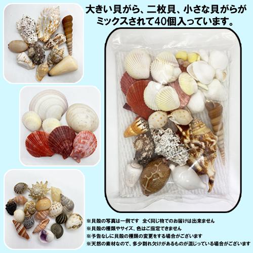 送料無料】貝殻(貝がら)セット 40個 シェルミックス : りゅうか商事