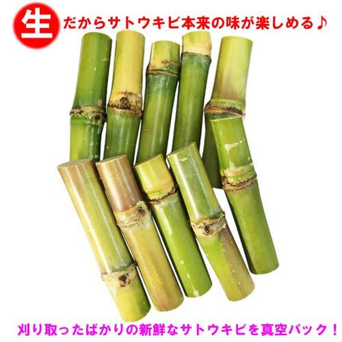 送料無料 沖縄県産 生さとうきび サトウキビ 食用 10本セット Kibi13cm 10set りゅうか商事 通販 Yahoo ショッピング