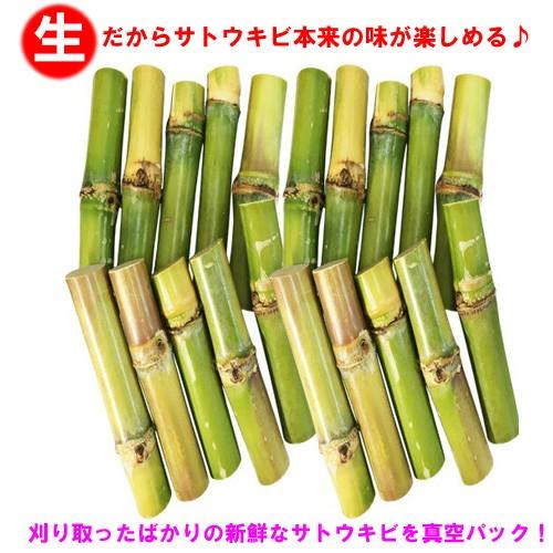 送料無料 沖縄県産 生さとうきび サトウキビ 食用 本セット Kibi13cm set りゅうか商事 通販 Yahoo ショッピング