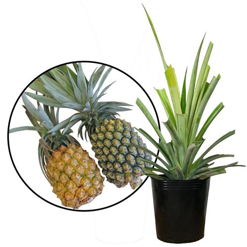 金鑽パイン苗(台農17号)パイナップル苗 大苗 : りゅうか商事 - 通販