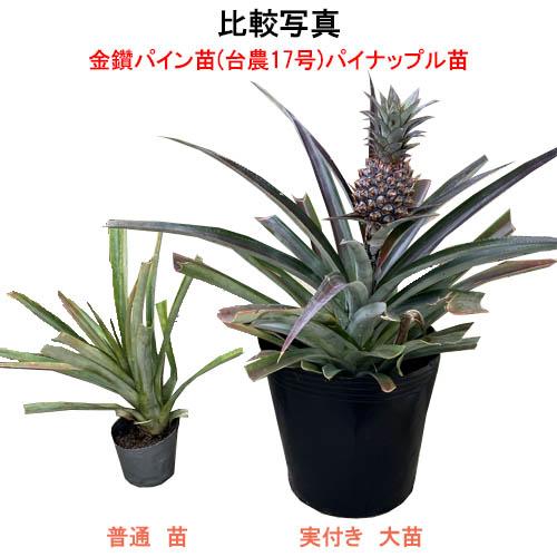 実付き金鑽パイン苗(台農17号)パイナップル苗 大苗 : りゅうか商事