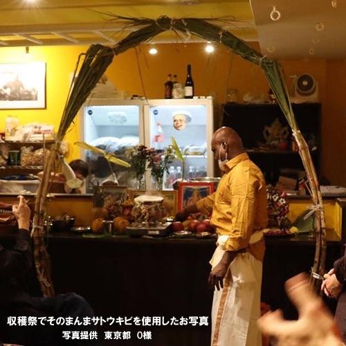 送料無料】そのまんま サトウキビ 2mサイズ 2本セット(さとうきび