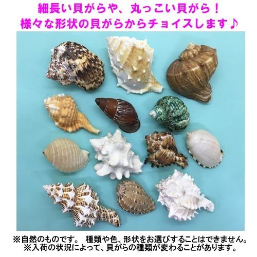 おまかせ Lサイズ 大きめ 2個 オカヤドカリ用貝がら : りゅうか