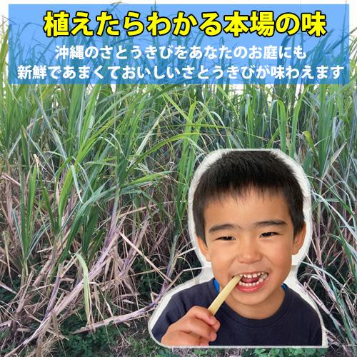 植付け用さとうきび苗（2節苗）10本セット : りゅうか商事 - 通販 