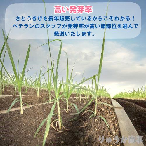 サトウキビ苗(発送は連休明け) 植付け用さとうきび苗（2節苗）10本セット |サトウキビ栽培 教材 学習