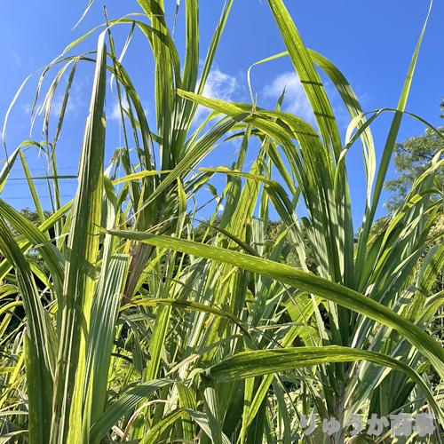 植付け用さとうきび苗（2節苗）10本セット : りゅうか商事 - 通販 