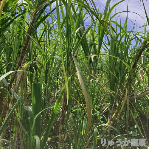 植付け用さとうきび苗（2節苗）10本セット |サトウキビ栽培 教材 学習