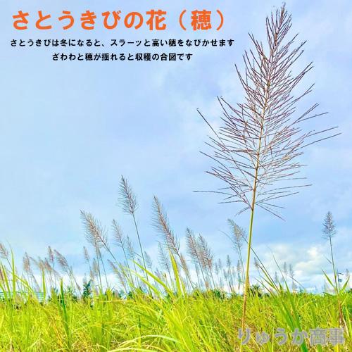 植付け用さとうきび苗（2節苗）10本セット |サトウキビ栽培 教材 学習