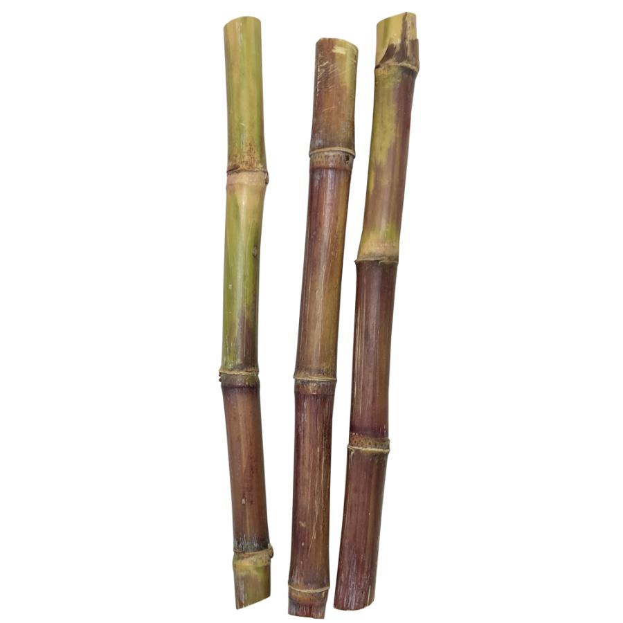 さとうきび苗 農林15号8鉢セット 年間定番