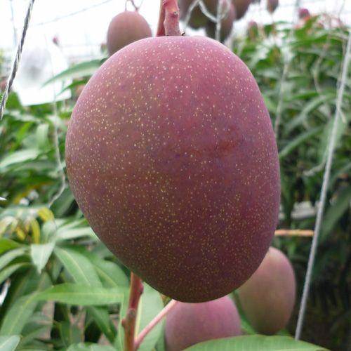 みけ ❶アーウィンマンゴー苗・アップルマンゴー アップルマンゴー苗木1本(アーウィン種) アップル マンゴー 苗